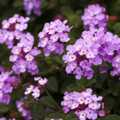 Purple Lantana -Fast Growing Trees Shop Purple Lantana 6 FGT