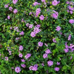 Purple Lantana -Fast Growing Trees Shop Purple Lantana 7 FGT
