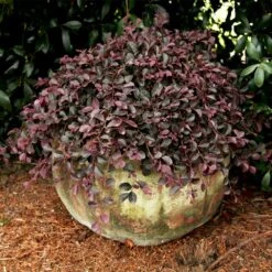 Purple Pixie® Dwarf Weeping Loropetalum -Fast Growing Trees Shop Purple Pixoe Loropetalum 2