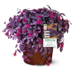 Purple Pixie® Dwarf Weeping Loropetalum -Fast Growing Trees Shop Purple Pixoe Loropetalum 3