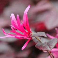 Purple Pixie® Dwarf Weeping Loropetalum -Fast Growing Trees Shop Purple Pixoe Loropetalum 4
