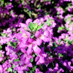 Purple Rain Texas Sage -Fast Growing Trees Shop Purple Rain Sage 3 FGT