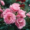 Queen Elizabeth Rose -Fast Growing Trees Shop Queen Elizabeth Rose 1 FGT