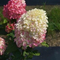 Quick Fire® Hydrangea Tree -Fast Growing Trees Shop QyuickFire Hydrangea 2