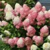 Quick Fire® Hydrangea Tree -Fast Growing Trees Shop QyuickFire Hydrangea 600x600 918e21fe 60f2 4c27 aaf0 389fdb256232