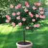 Rainbow Knock Out® Rose Tree -Fast Growing Trees Shop Rainbow Knock Out Rose Tree 350 THUMBNAIL FGT