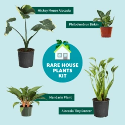Rare House Plant Kit -Fast Growing Trees Shop RareHousePlantKitGraphic