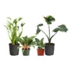 Rare House Plant Kit -Fast Growing Trees Shop Rare House Plant 600x600 d015dd8a 6c8e 4279 9933 bd5f2fe9ec3f