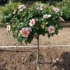 Raspberry Kiss™ Rose Tree -Fast Growing Trees Shop Raspberry Kiss Rose tree BB 600x600 e3ca4c8c 700e 49a6 929f edfb8e3cdb42