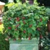 Bushel And Berry® Raspberry Shortcake® Bush -Fast Growing Trees Shop Raspberry Shortcake FGT 600x600 edb63ed1 c16d 4d68 b722 da3bd8e6cc21