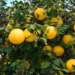 Ray Ruby Grapefruit Tree -Fast Growing Trees Shop Ray Ruby 1