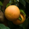 Ray Ruby Grapefruit Tree -Fast Growing Trees Shop Ray Ruby 3 600x600 dcf928f3 a29b 418f 8220 5b20e13dc0cf