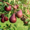 Red Bartlett Pear Tree -Fast Growing Trees Shop Red Bartlet Pear BB 600x600 21bb8d09 e20b 4c1c 80fa 90d31e252950