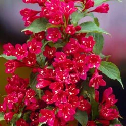 Red Prince Weigela Tree -Fast Growing Trees Shop Red Prince Wegeila 1 FGT