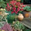 Red Prince Weigela Tree -Fast Growing Trees Shop Red Prince Wegeila FGT 600x600 58136608 811a 48ea 9956 1be08b95f2e7