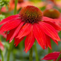 Sombrero® Salsa Red Coneflower -Fast Growing Trees Shop Red Salsa Coneflower 2 FGT