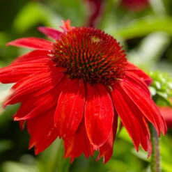 Sombrero® Salsa Red Coneflower -Fast Growing Trees Shop Red Salsa Coneflower 4