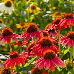 Sombrero® Salsa Red Coneflower -Fast Growing Trees Shop Red Salsa Coneflower 6 FGT