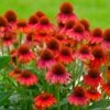 Sombrero® Salsa Red Coneflower -Fast Growing Trees Shop Red Salsa Coneflower FGT 600x600 f0022c1c 6993 49af 9d21 b0159e82bad2