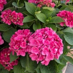 Red N' Pretty® Hydrangea Shrub 5 Red N' Pretty® Hydrangea Shrub -Fast Growing Trees Shop Red and Pretty Hydrangea 2