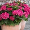 Red N' Pretty® Hydrangea Shrub 7 Red N' Pretty® Hydrangea Shrub -Fast Growing Trees Shop Red and Pretty Hydrangea 600x600 9d08c0b6 dc05 4572 a857 ba0df3f30de7