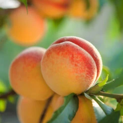Red Baron Peach Tree -Fast Growing Trees Shop Red Baron Peach 5