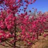 Red Baron Peach Tree -Fast Growing Trees Shop Red Baron Peach 600x600 b3d7cec1 5273 4192 a2eb dbdc9b4472b9