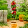North Pole Columnar Apple Tree -Fast Growing Trees Shop Red Columnar Apple FGT 600x600 e47a1048 34b5 4ec4 a667 9e4025eb58f5
