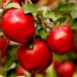 Apple Pollinator Pack -Fast Growing Trees Shop Red Delicious Apple 1