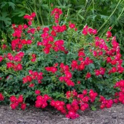 Red Drift® Rose -Fast Growing Trees Shop Red Drift Rose 1