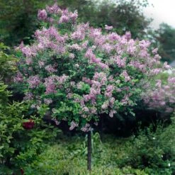 Red Pixie Lilac Tree -Fast Growing Trees Shop Red Pixie Lilac Tree 2