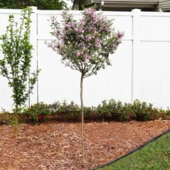 Red Pixie Lilac Tree -Fast Growing Trees Shop Red Pixie Lilac Tree 4 FGT