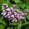 Red Pixie Lilac Tree -Fast Growing Trees Shop Red Pixie Lilac Tree FGT 600x6001 0334b269 e422 4d50 a710 7ee7bb547d84