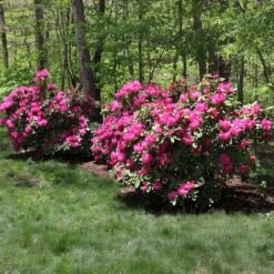 Red Rhododendron Shrub -Fast Growing Trees Shop Red Rhododendron 1 FGT