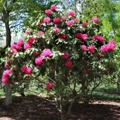 Red Rhododendron Shrub -Fast Growing Trees Shop Red Rhododendron 3