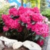 Red Rhododendron Shrub 8 Red Rhododendron Shrub -Fast Growing Trees Shop Red Rhododendron FGT 600x600 3a65a6f3 2b2f 42ff 9401 dd2ec7848eec