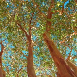 Red Rocket Crape Myrtle -Fast Growing Trees Shop Red Rocket Crape Myrtle