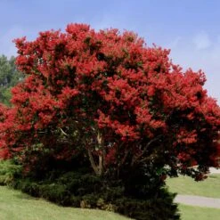 Fast Growing Trees Shop -Fast Growing Trees Shop Red Rocket Crape Myrtle FGT 1