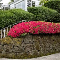 Red Ruffles Azalea Shrub 6 Red Ruffles Azalea Shrub -Fast Growing Trees Shop Red Ruffles Azalea 7