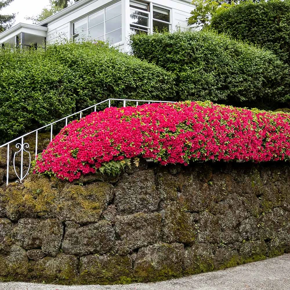 Red Ruffles Azalea Shrub 3 Red Ruffles Azalea Shrub - Image 3