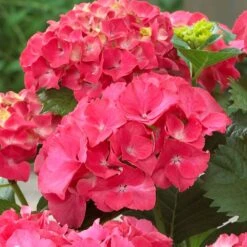 Red Sensation Hydrangea -Fast Growing Trees Shop Red Sensation Hydrangea 1 FGT
