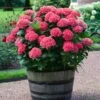 Red Sensation Hydrangea -Fast Growing Trees Shop Red Sensation Hydrangea FGT 600x600 1b68ee6d 2e74 42f5 860b bc24d927d110
