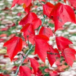 Red Sunset® Maple Tree -Fast Growing Trees Shop Red Sunset Maple 2