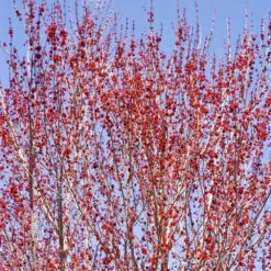 Red Sunset® Maple Tree -Fast Growing Trees Shop Red Sunset Maple 3