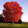 Red Sunset® Maple Tree -Fast Growing Trees Shop Red Sunset Maple FGT 600x600 01aa6ecd 05bf 4da3 9d82 bb06c1d9109b