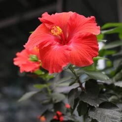 Red Tropical Hibiscus Tree 8 Red Tropical Hibiscus Tree -Fast Growing Trees Shop Red Tropical Hibiscus Tree 3 FGT