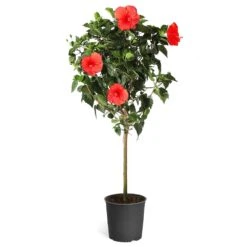 Red Tropical Hibiscus Tree 11 Red Tropical Hibiscus Tree -Fast Growing Trees Shop Red Tropical Hibiscus Tree 5