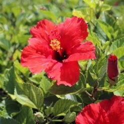 Red Tropical Hibiscus Tree 10 Red Tropical Hibiscus Tree -Fast Growing Trees Shop Red Tropical Hibiscus Tree 8 FGT