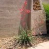 Red Yucca Plant 15 Red Yucca Plant -Fast Growing Trees Shop Red Yucca FGT 600x600 80b00be4 717d 4c3e ab0e afc2a46922ff