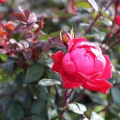 Double Knock Out® Rose 10 Double Knock Out® Rose -Fast Growing Trees Shop Red knockout rose 2
